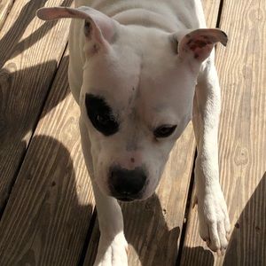 Meet your Posher, Morgan